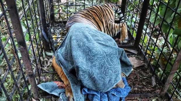Lagi! Kaki Harimau Sumatera Hampir Membusuk Karena Jerat