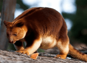 Kanguru Pohon Mantel Emas yang Kian Terancam
