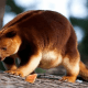 Kanguru Pohon Mantel Emas yang Kian Terancam