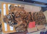 Berkas Lengkap, Pelaku Penyelundupan Kulit Harimau Siap Dipersidangkan