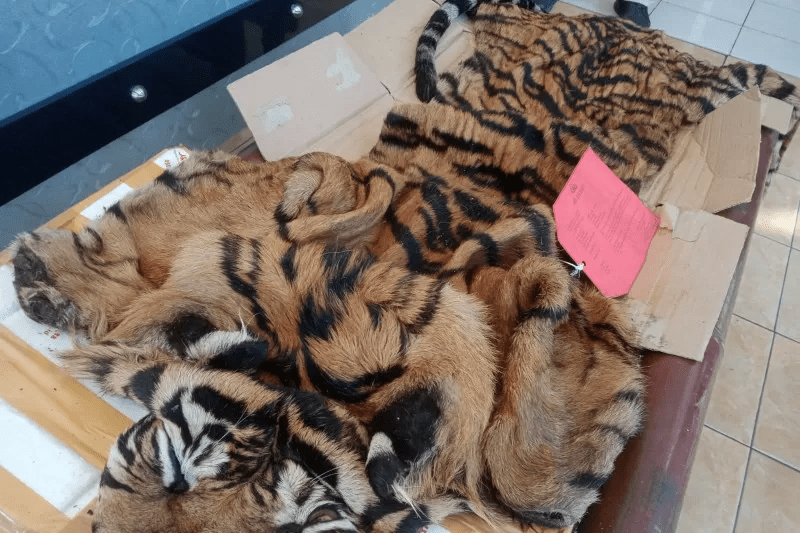 Polisi Sita Kulit Harimau dan Puluhan Aksesoris dari Organ Satwa Dilindungi