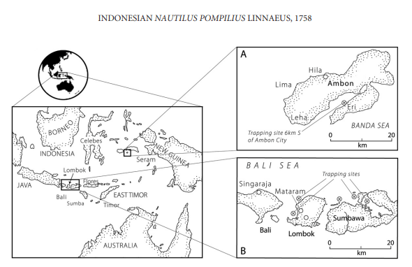 Nautilus Berongga, Satu-Satunya Chepalopoda Dilindungi di Indonesia