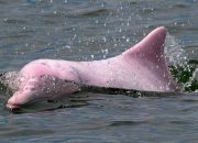 Fakta Lumba-lumba Bongkok yang Sering Dikira Albino