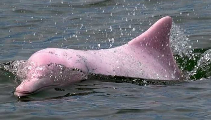 Fakta Lumba-lumba Bongkok yang Sering Dikira Albino