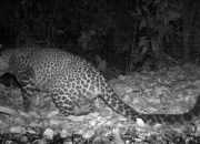 Penampakan Macan Tutul Jawa yang Tertangkap Kamera Trap
