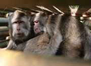 4 Fakta tentang Pemeliharaan Monyet Ekor Panjang