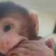 Upaya Penyelundupan Belasan Monyet Digagalkan