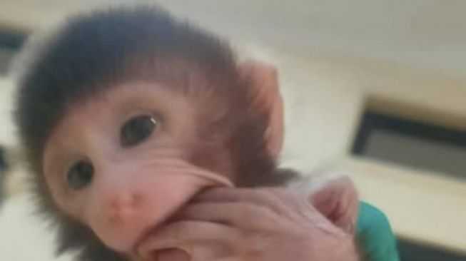 Upaya Penyelundupan Belasan Monyet Digagalkan