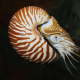 Nautilus Berongga, Satu-Satunya Chepalopoda Dilindungi di Indonesia