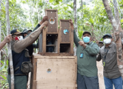 Setelah Perjalanan Panjang, 12 Satwa Endemik Papua Dilepasliarkan