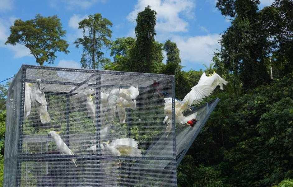 pelepasliaran burung endemik papua