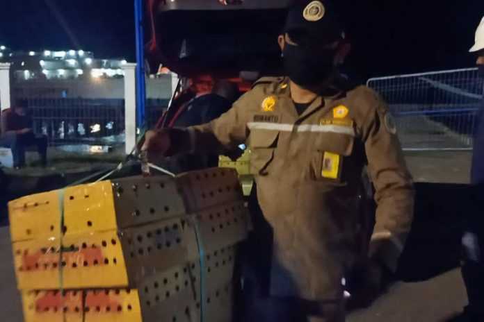 Penyelundupan Burung dari NTT ke Surabaya Berhasil Digagalkan