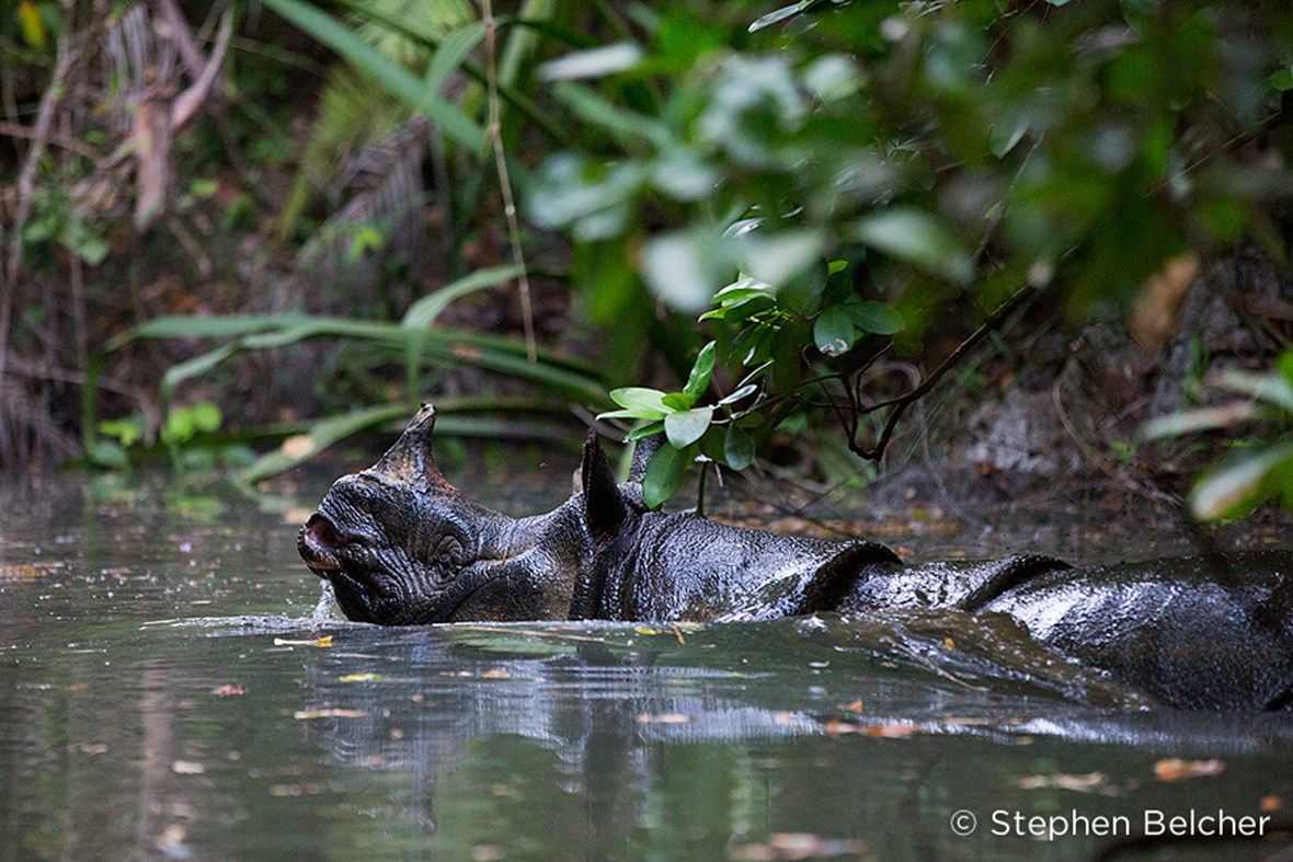 Badak jawa (Rhinoceros sondaicus) | Foto: Stephen Belcher/Dok. BTNUK