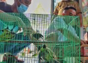 Pengiriman Burung Langka Digagalkan BBKSDA Riau