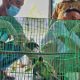 Gambar burung dilindungi hasil penyergapan yang dilakukan oleh BBKSDA Riau saat satwa-satwa burung tersebut hendak dijual. | Foto: Dok. BBKSDA Riau
