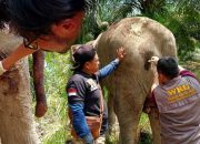 Kurus dan Sakit, Gajah Liar Sumatera Masuk Perkebunan Sawit