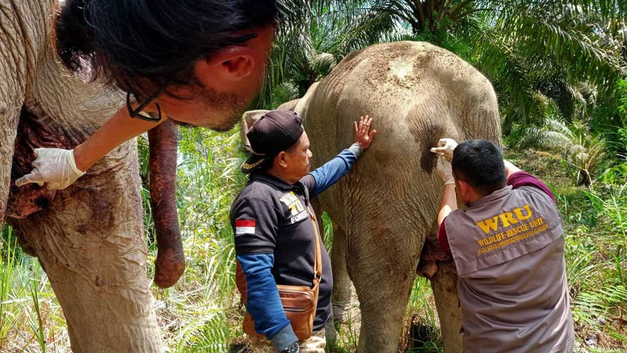 Gajah sumatera saat diperiksa dan diobati oleh Tim gabungan BBKSDA Riau bersama tim TNTN. | Foto: Dok. BBKSDA Riau