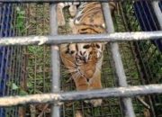 Kondisi Kesehatan Harimau di Jambi Belum Stabil