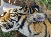Momok Menakutkan bagi Harimau Sumatera