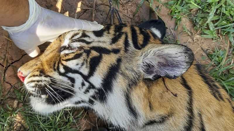 Harimau sumatera ditemukan mati di perkebunan masyarakat Aceh di Desa Kapa Seusak, Kecamatan Trumon Timur, Kabupaten Aceh Selatan, diduga keracunan | Foto: Hafizdha/Antara