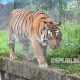Harimau Sumatera Dilaporkan Muncul di Perkebunan Warga