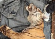 Kembali Berulang, Harimau Mati Terkena Jerat