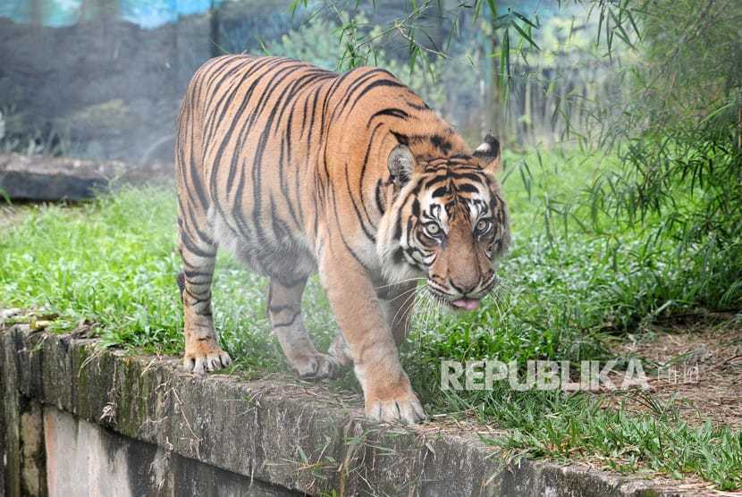 Harimau Sumatera Dilaporkan Muncul di Perkebunan Warga