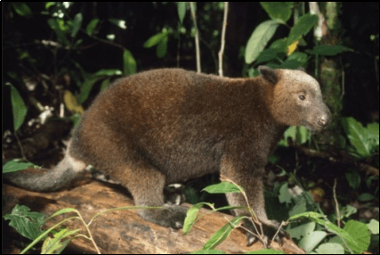 Kanguru Pohon Papua, Satwa Endemik yang Masih Dikonsumsi