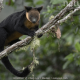 Kanguru Pohon Papua, Satwa Endemik yang Masih Dikonsumsi