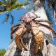 Kepiting Kenari, Satwa Buru yang Kini Terancam Punah