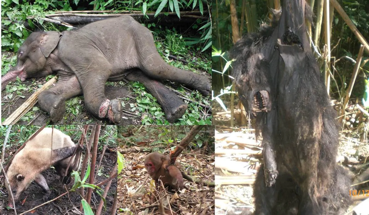 Menjejak Jebakan Jerat Pembunuh Satwa Langka Indonesia