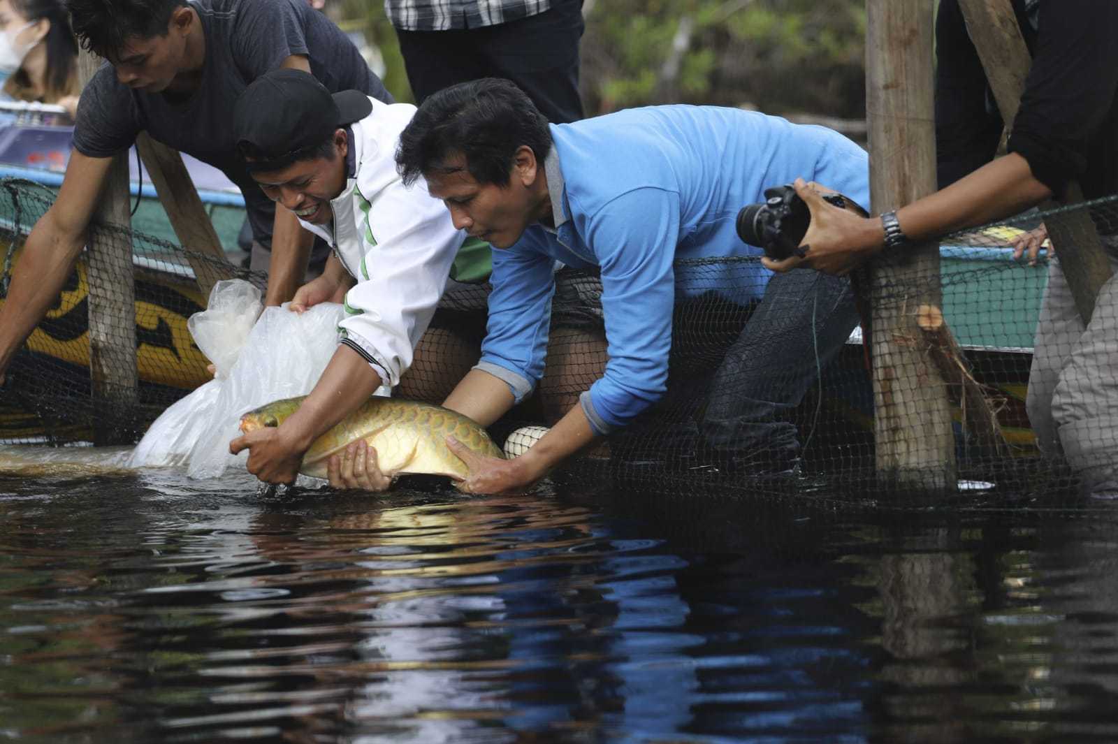 Pelepasliaran ikan arwana super red oleh BKSDA Kalimantan Barat pada 23 Oktober 2021 | Dok. BKSDA Kalbar