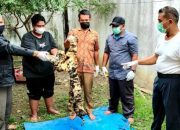 KLHK dan Polda Aceh Tangkap Penjual Kulit Harimau Senilai 70 Juta