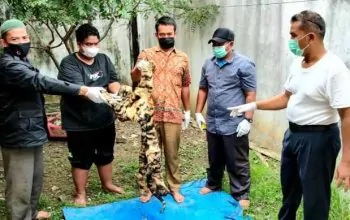 Tim operasi Balai Gakkum KLHK Wilayah Sumatera berhasil menangkap pelaku penjual kulit harimau sumatera di Bener Meriah | Foto: Dok. Balai Gakkum KLHK Wilaya Sumatera