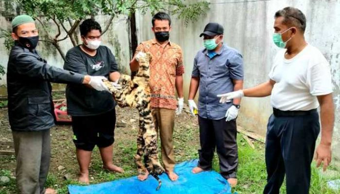 KLHK dan Polda Aceh Tangkap Penjual Kulit Harimau Senilai 70 Juta