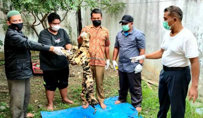 Tim operasi Balai Gakkum KLHK Wilayah Sumatera berhasil menangkap pelaku penjual kulit harimau sumatera di Bener Meriah | Foto: Dok. Balai Gakkum KLHK Wilaya Sumatera
