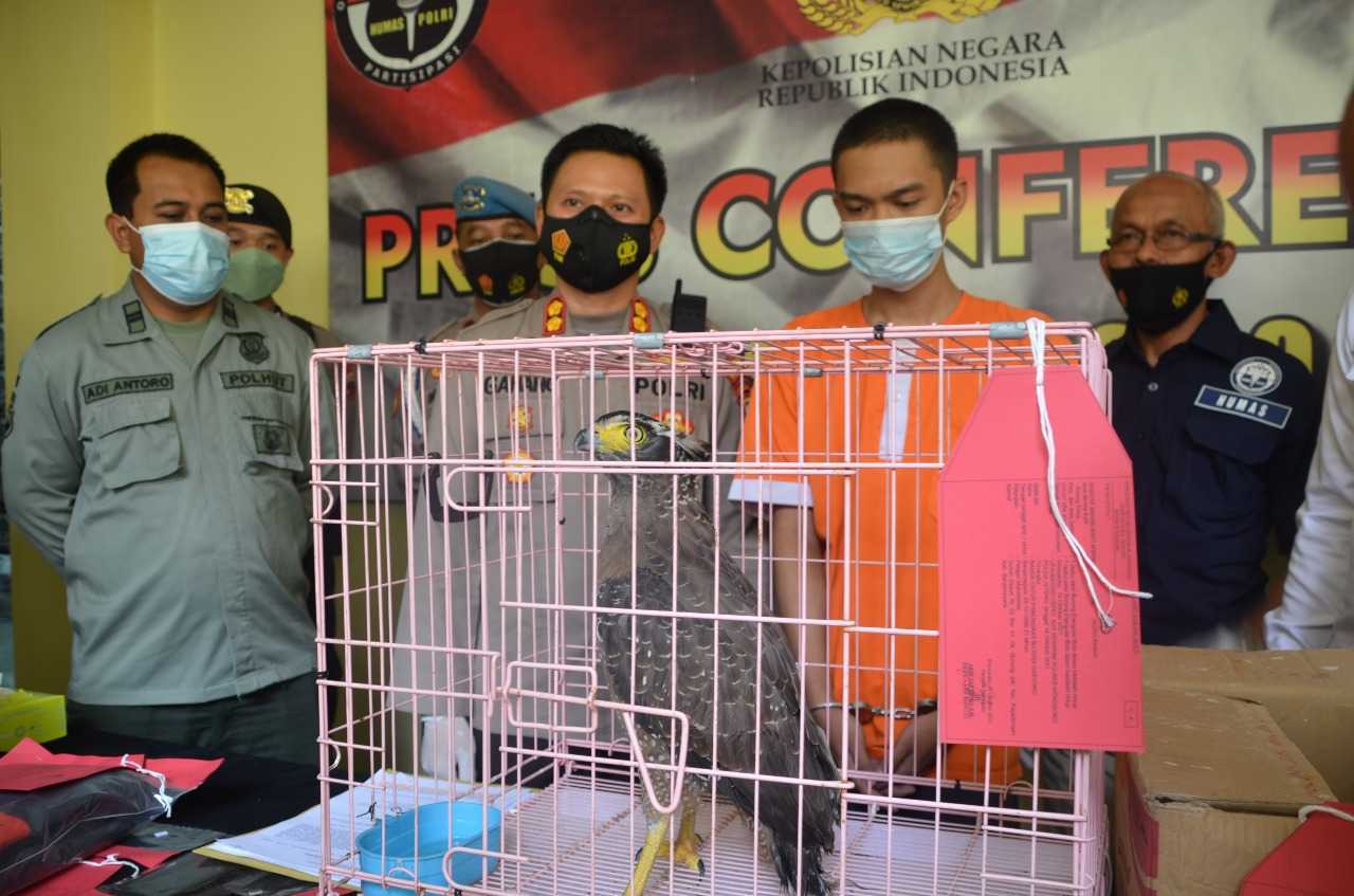 Penjual satwa dilindungi yaitu burung Elangular Bido ditangkap Polres Wonosobo. | Foto: Dok. Humas Polres Wonosobo