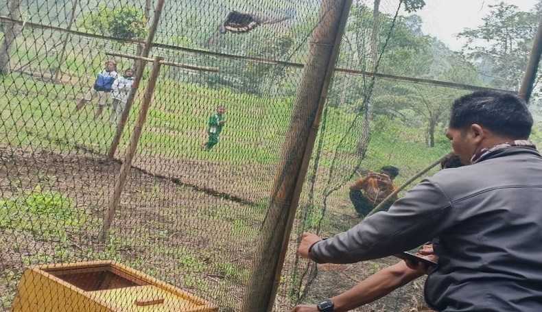 Petugas saat melakukan pemantauan terhadap proses habituasi burung elang sebelum dilepasliarkan di Taman Nasional Gunung Ciremai | Foto: Dok. TNGC