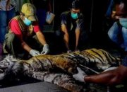 Nekropsi: Harimau di Riau Mati Karena Luka dan Depresi