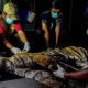 Nekropsi: Harimau di Riau Mati Karena Luka dan Depresi