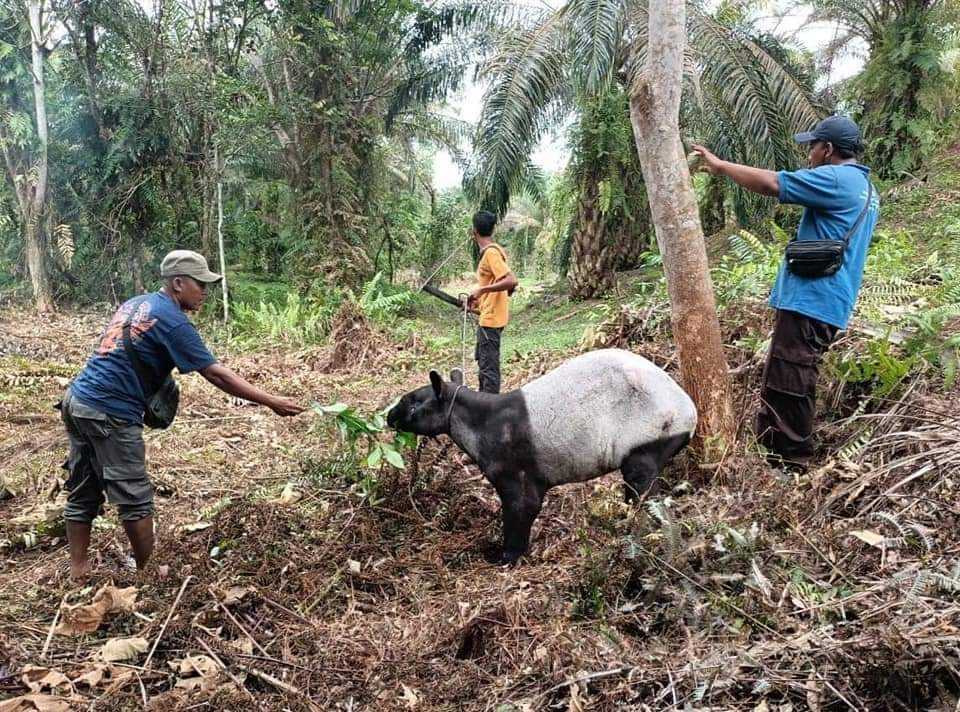 Tim melakukan penyelamatan seekor tapir di perkebunan kelapa wait, Minas, Kabupaten Siak. | Foto: Dok. BBKSDA Riau