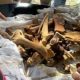 Kasus Perdagangan Satu Set Tulang Harimau Siap Disidangkan