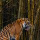 Konflik Satwa dengan Manusia, Polres dan BKSDA Buru Harimau Sumatera