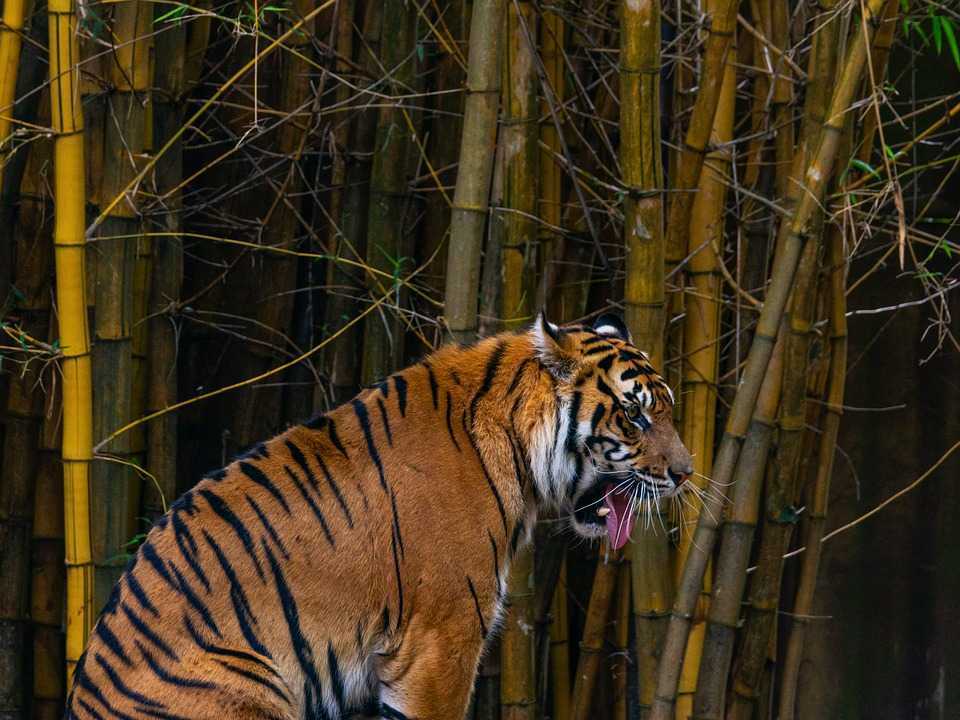 Konflik Satwa dengan Manusia, Polres dan BKSDA Buru Harimau Sumatera