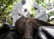 Anak Gajah Sumatera yang Terkena Jerat Kini Telah Mati