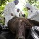 Seekor anak gajah sumatera yang tempo lalu terkena jerat kini telah mati di Pusat Latihan Gajah (PLG) Saree, Aceh Besar sedang dilakukan nekropsi oleh BKSDA Aceh. | Foto: Irwansyah Putra/Antara