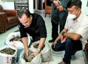 Tersangka Perdagangan Satwa 36,7 Kg Sisik Trenggiling Diringkus di Deliserdang