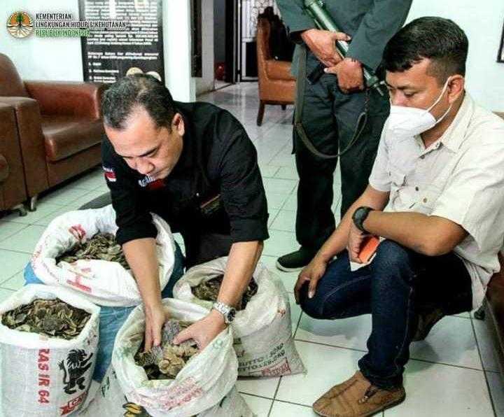 Balai Gakkum LHK Wilayah Sumatera berhasil meringkus tersangka perdagangan satwa dilindungi berupa 36,7 sisik trenggiling dan 1 buah paruh rangkong gading di Sumatera Utara. | Foto: Dok. Gakkum LHK Sumatera