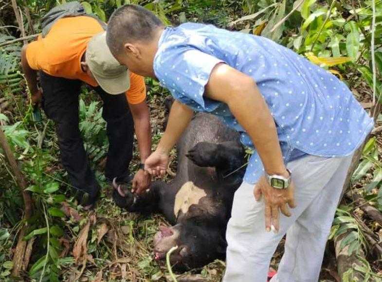 Seekor beruang madu jantan ditemukan mati terkena jebakan jerat di kawasan Taman Hutan Raya, Minas, Kabupaten Siak, Provinsi Riau. | Foto: Mediacenter/HO BBKSDA Riau