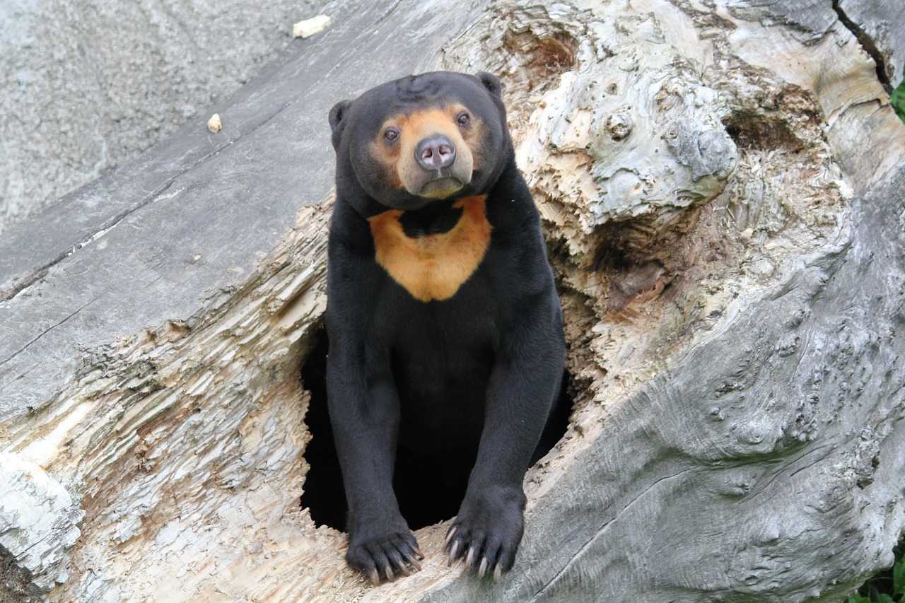 Gambar seekor beruang madu (Helarctos malayanus). | Foto: Veverkolog/Pixabay